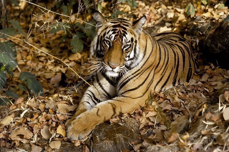 TigerPhoto